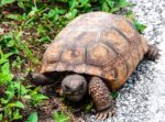 lost tortoise