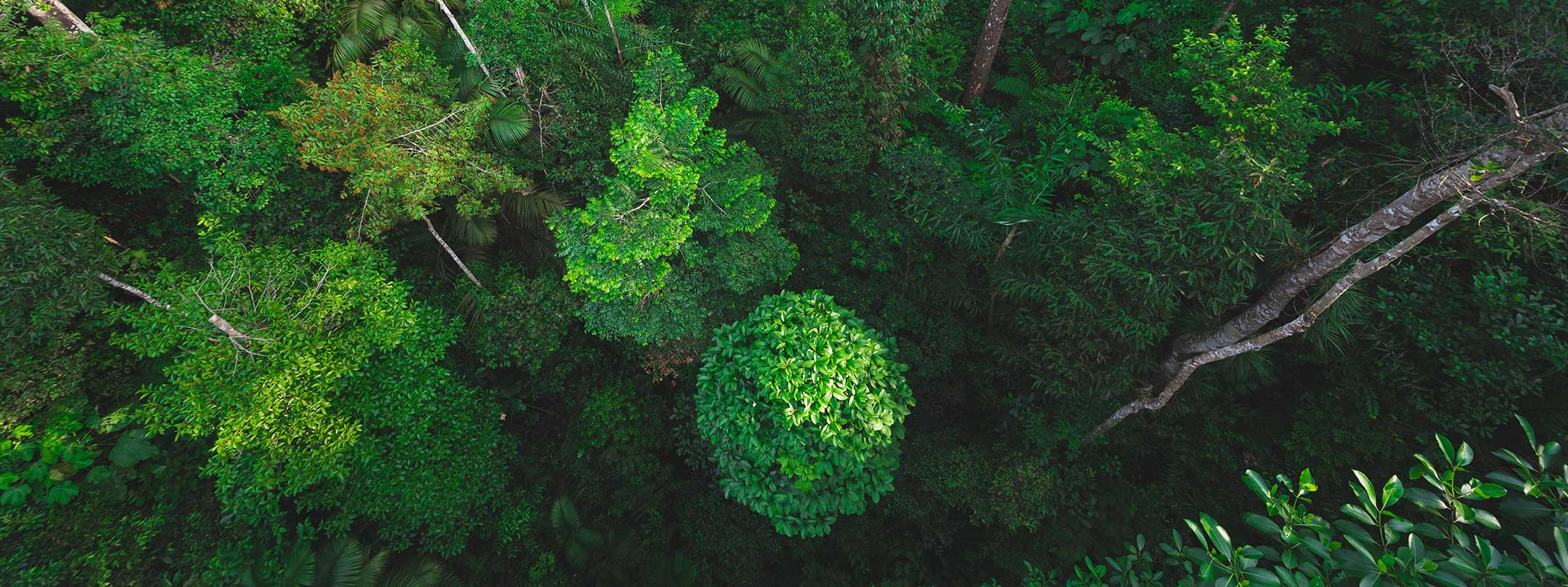 green canopy