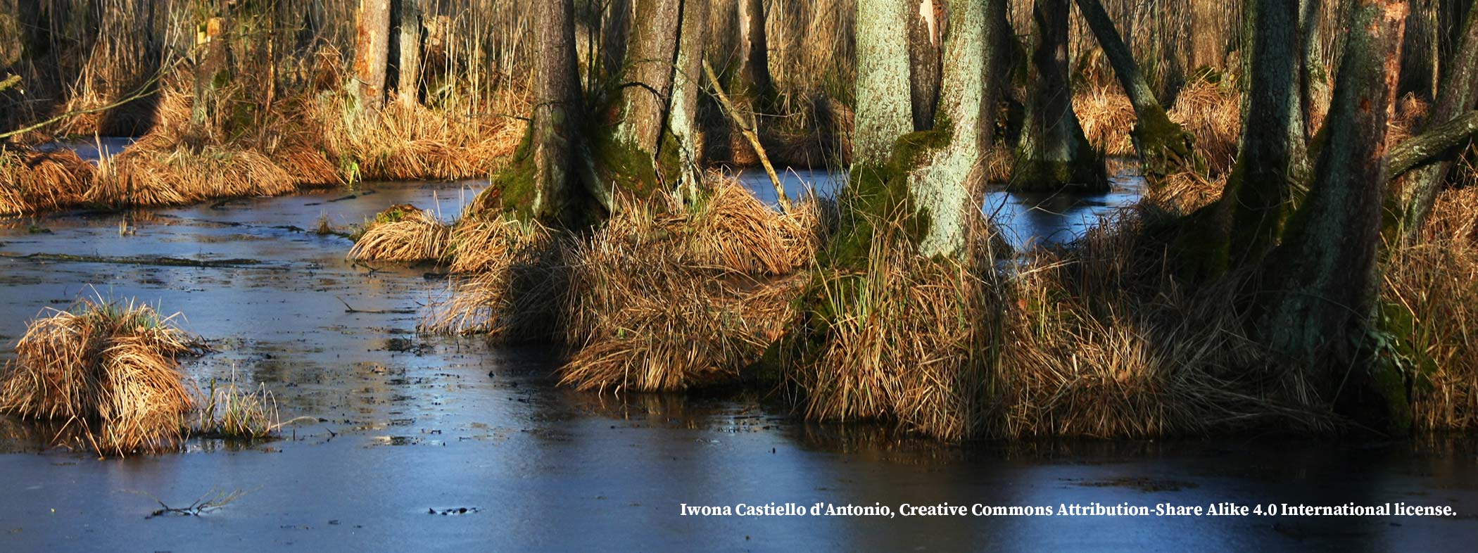 forest river